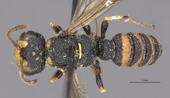 Media type: image;   Entomology 13786 Aspect: habitus dorsal view